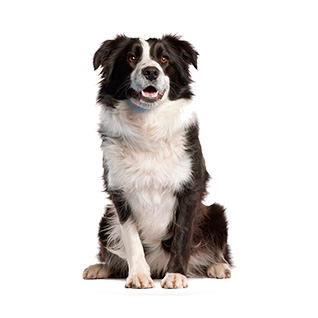 Индивидуальные занятия с собакой