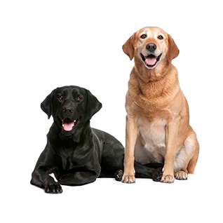 групповые занятия с собакой